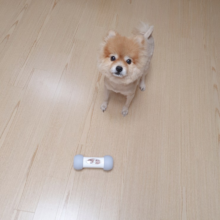  강아지장남감  혼자서도 잘노는 로보이츄로