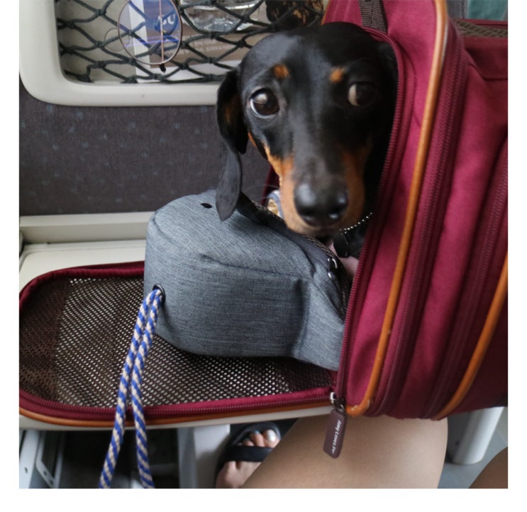 애견동반 ktx 탑승 당일치기 여행 청량리에서 강릉까지!