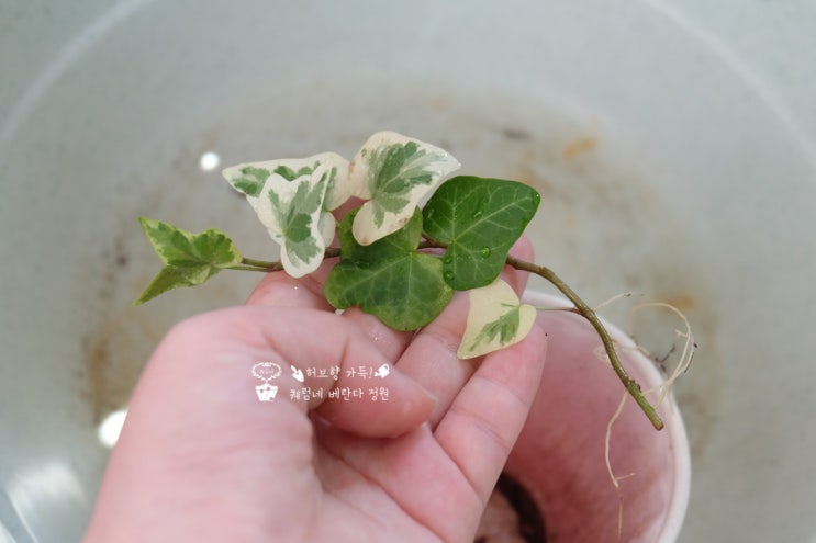  반딧불이 아이비 키우기, 번식하기(삽목)