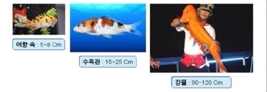  코이의 법칙