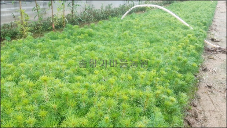  종자 파종한 소나무가 묘목으로 자랐네요