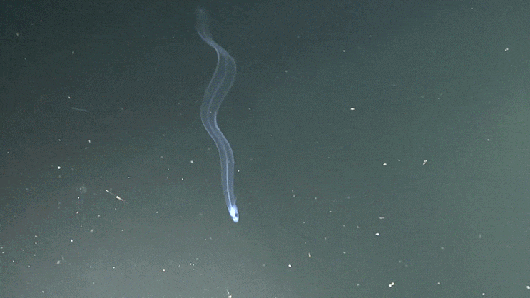  붕장어 Leptocephalus ( Conger myriaster  )   マアナゴ / 붕장어과 ( Family Congridae ) 의 1종