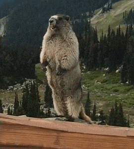  조마토의 일상 