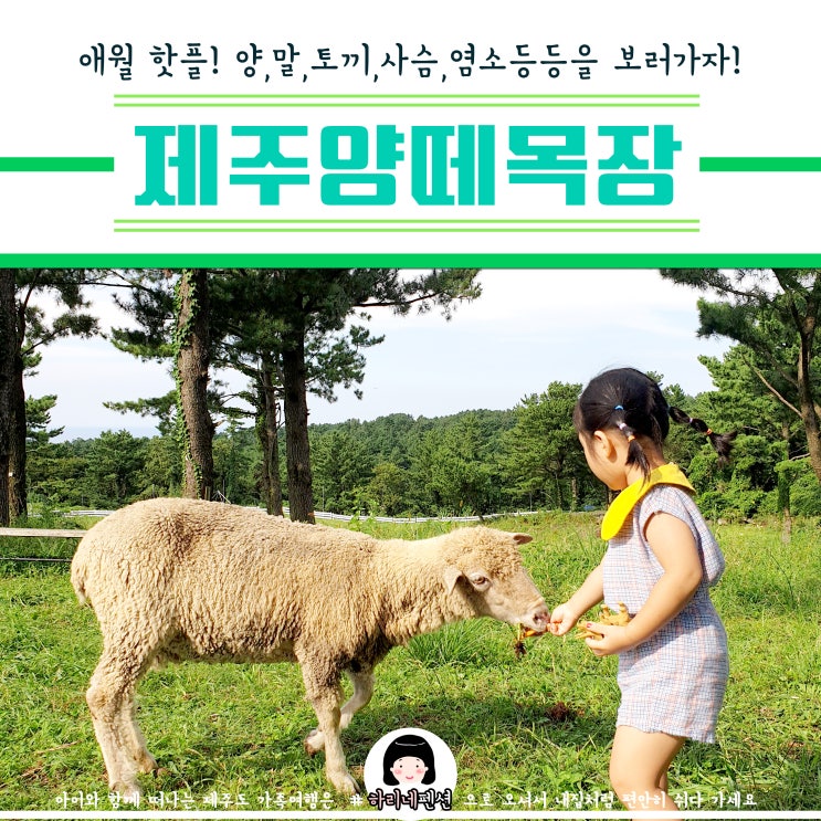  제주여행_제주가볼만한곳_제주양떼목장