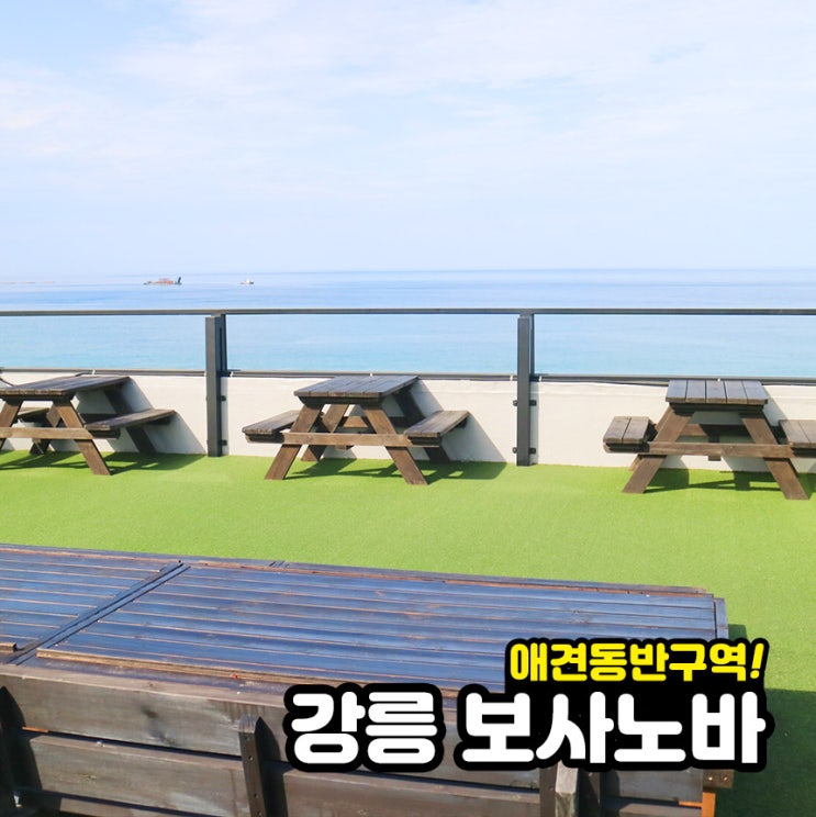  강릉 애견 동반 보사노바 카페 당일치기 코스