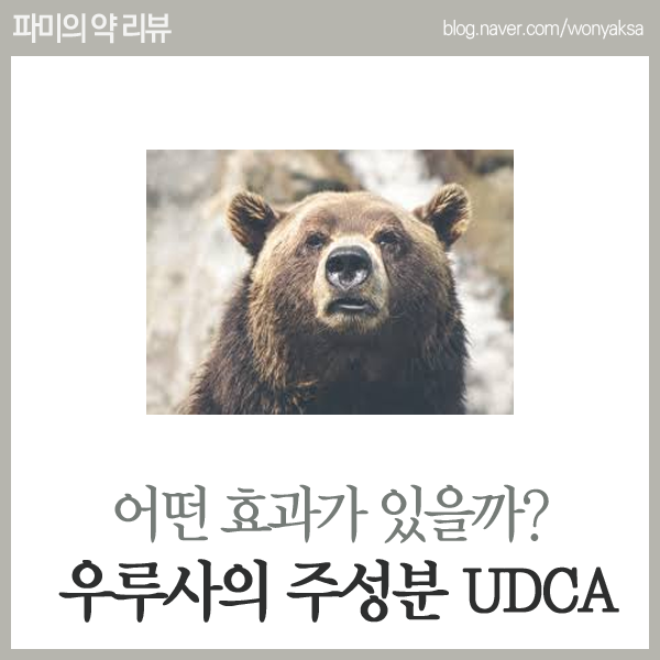  우루사의 주성분, UDCA를 알아보자!