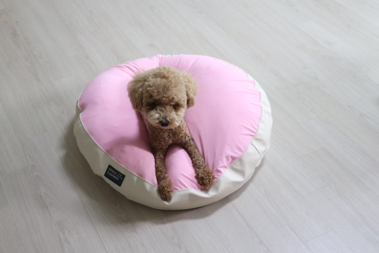 강아지방석 - 초코펫하우스 제품 사용 후기 :)