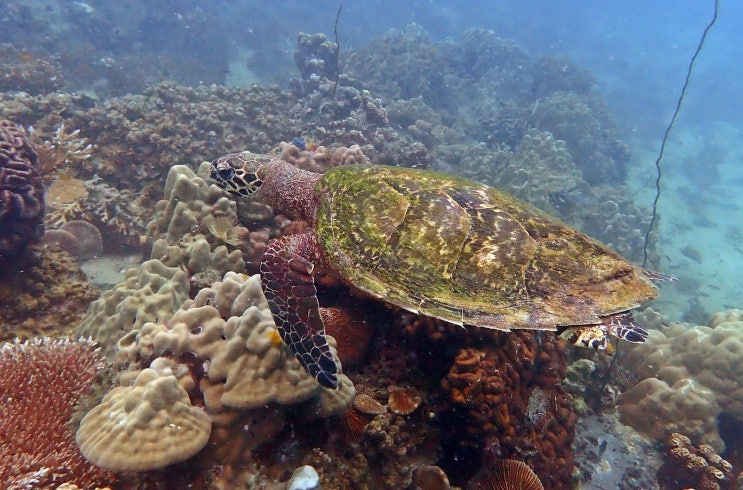 [#스쿠버다이빙 #꼬따오다이빙] 거북이 섬에 사는 거북이