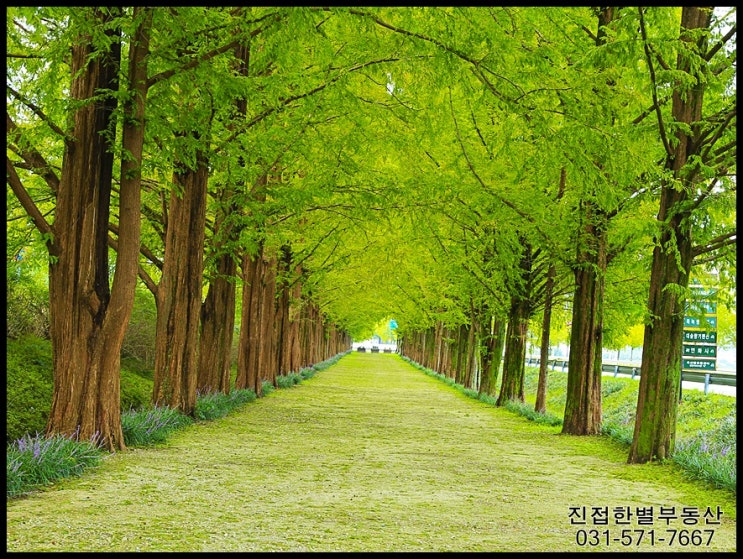 담양의 메타세콰이아길과 메타프로방스마을. 담양은 왜 이리 할머니 품 속 같은 걸까요!