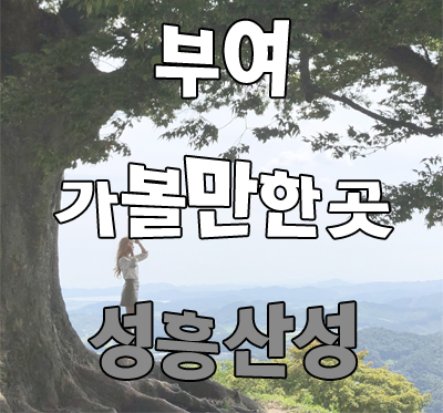 부여 성흥산성 사랑나무 촬영 가즈아!