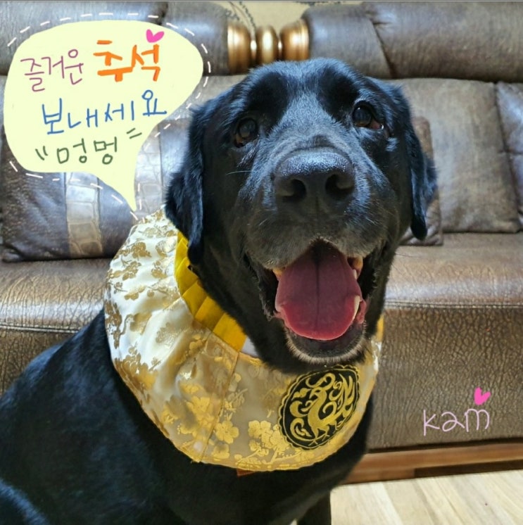  [해피추석] 댕댕이 추석인사