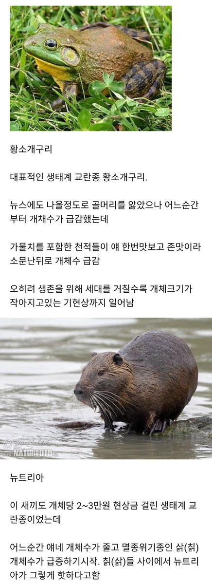 한국에 진출한 외래종들 근황