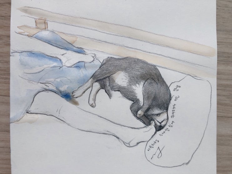  [1일1그림] 이불인가 고양이인가