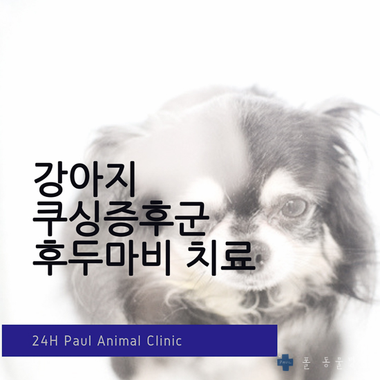  강아지 호흡이 빨라요, 쿠싱증후군, 후두마비 & 분당 24시 폴 동물병원