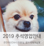  두정동미용실 2019추석영업 안내 천안아산24시미용실 옴브레헤어살롱