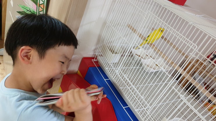  앵무새 먹이 주기