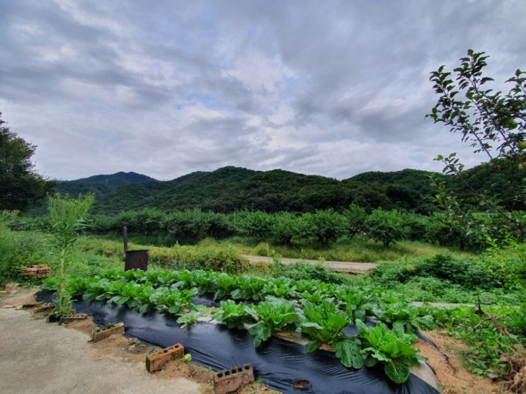  삼시세끼 라이프