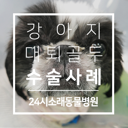  소래동물병원 : 강아지 대퇴골두 절골술 / 강아지 FHNO / 시츄 FHNO 수술