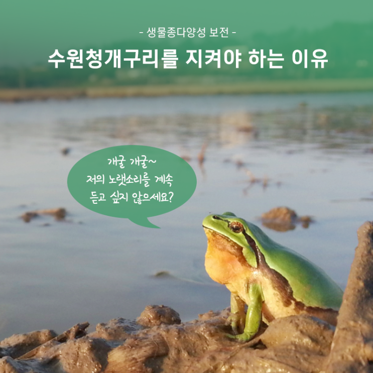  [생물종다양성 보전] 기후위기, 환경오염, 서식처 파괴로 양서류가 줄고 있어요. 수원청개구리를 지켜야 하는 이유도 알아볼까요?