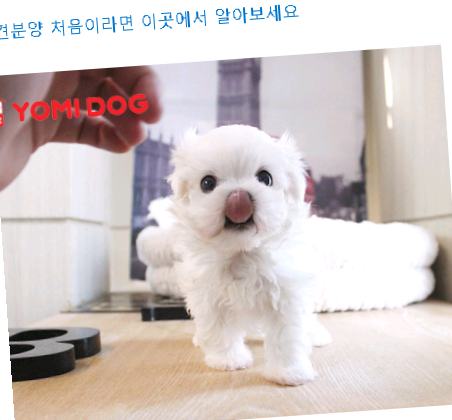  안성애견분양 처음이라면 이곳에서 알아보세요