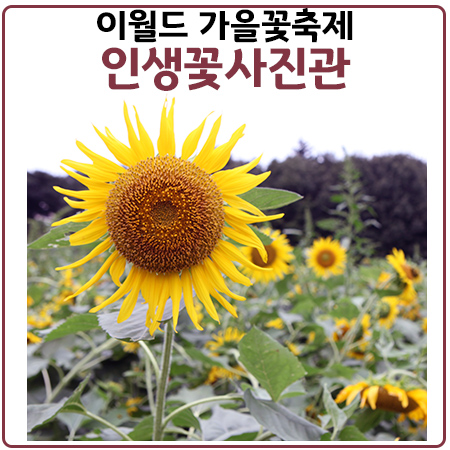 이월드 인생꽃사진관에서 해바라기,코스모스,핑크뮬리,국화까지 만나보자