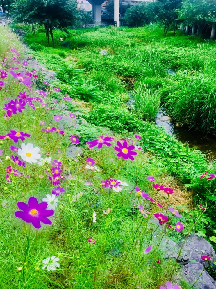 홍제천 완주산책 ft. 성산대교 ~ 안산공원 ~ 유진상가 ~ 옥천암 ~ 세검정 ~ 백사실계곡 입구 ~ 평창동