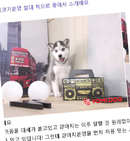  동작구웰시코기분양 절대 적으로 좋아서 소개해요