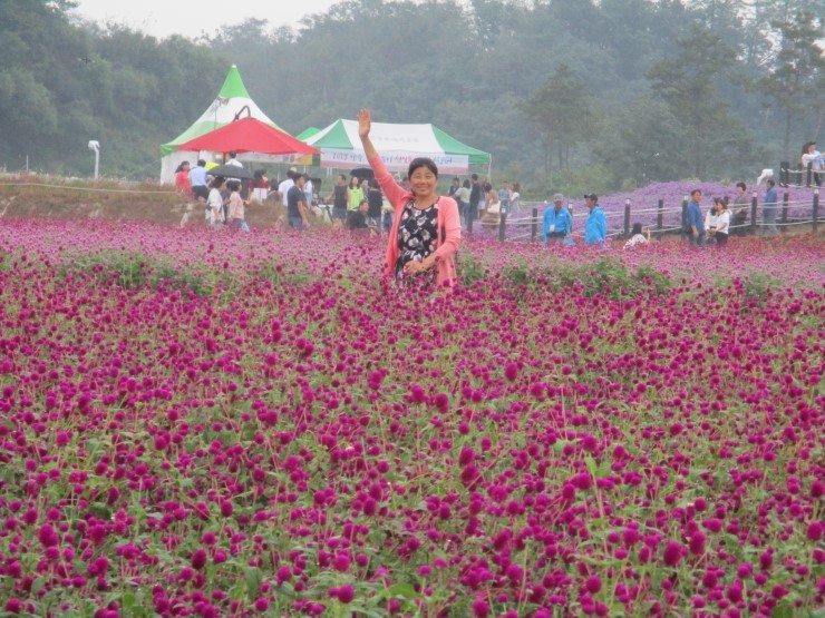  양주 천만 송이 천일홍 축제