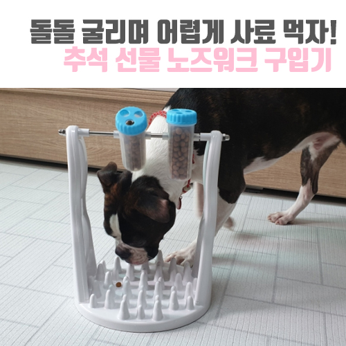  [보보일기/딩동펫] 돌돌 굴리며 어렵게 사료 먹자! 노즈워크 돌돌이 사용기! (데이터주의)