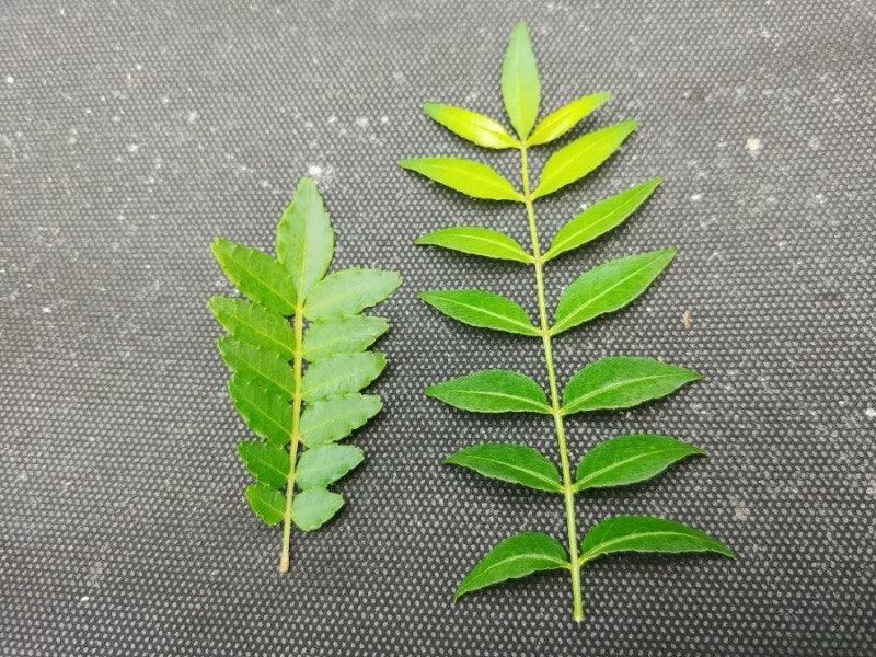 Sancho Effect Sancho Oil Effect (산초 잎 효과 과일나무 분말, Sancho zeppi 분화법) 3