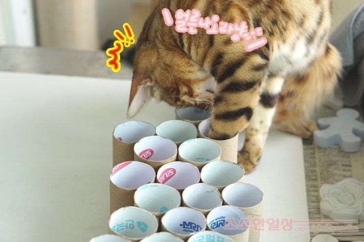  물과 사료에 쉽게 급여할 수 있는 강아지영양제, 메디솔브코큐텐