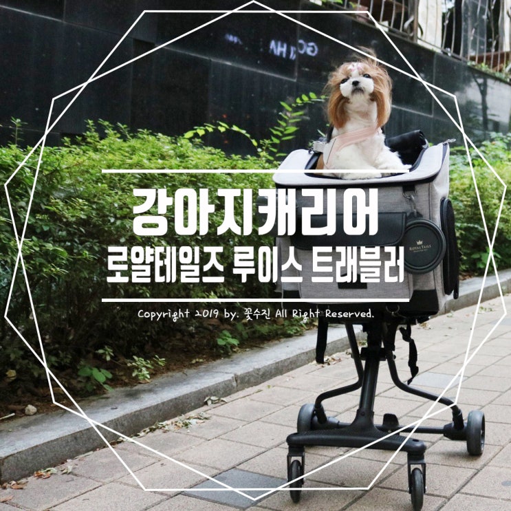  강아지캐리어 루이스 트래블러 타고 강아지와 지하철 이용하기