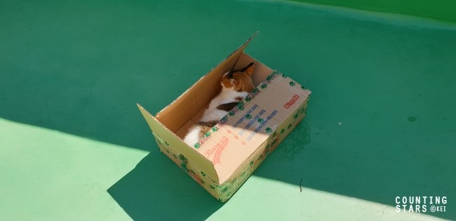  옥상 텃밭 보고서: 2019년 9월 둘째 주, 외모지상주의