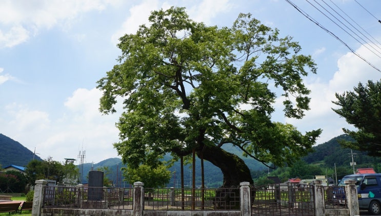  [ 경남 ] 2019, 老巨樹 [1] … 3. 의령 세간리 현고수