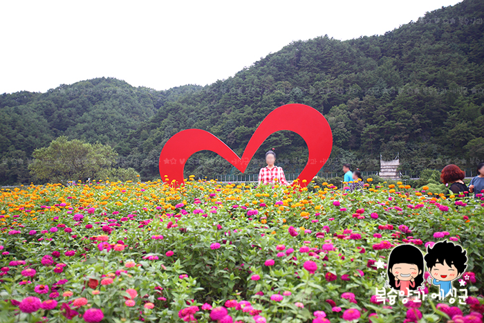  2019년 추석/ 평창백일홍축제