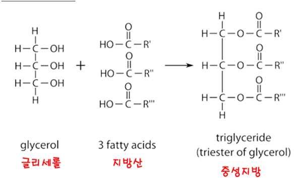  크릴오일에 초치기