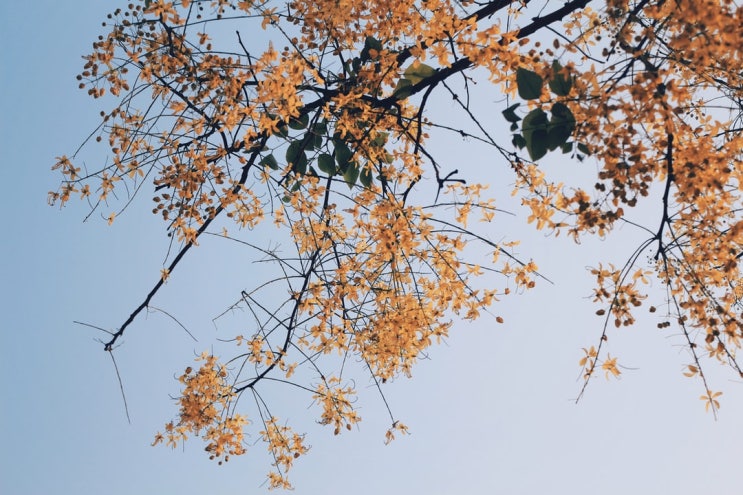  힘든 내 인생? (서산대사의 '독파능엄')