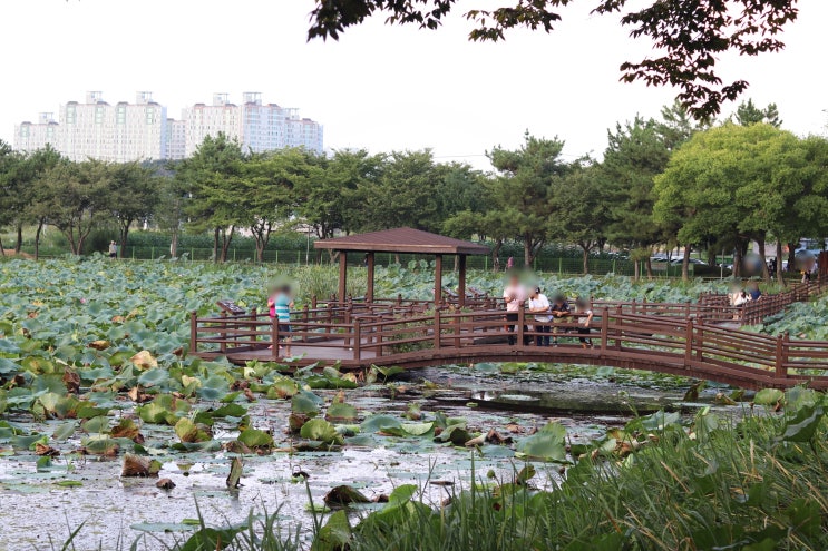 진주 정촌면 예하리 강주연못, 연꽃 없어도 걸을만 해요  *ㅅ*