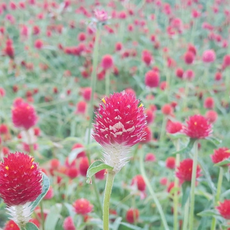  양주 천만송이 천일홍축제