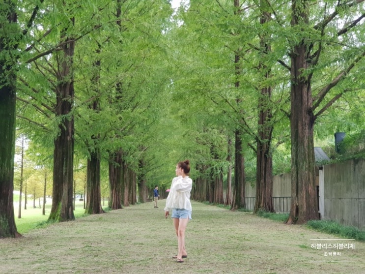  담양 당일치기 여행 - 죽녹원, 이이남아트센터, 메타세콰이어길, 메타프로방스