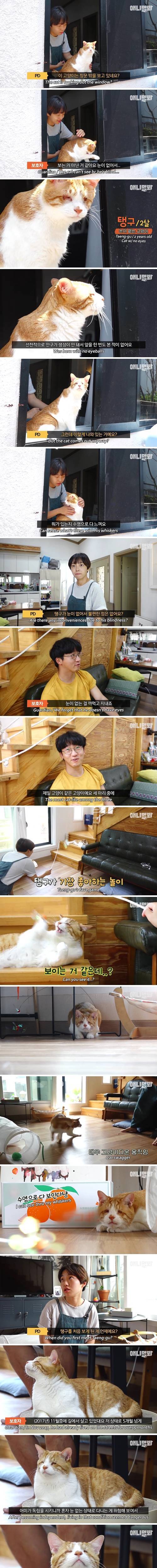  특별한 눈을 가진 고양이