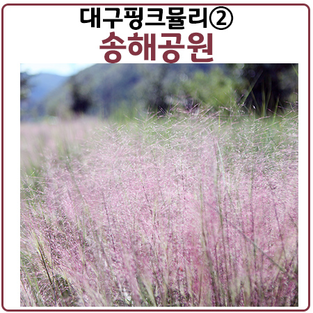 대구핑크뮬리소개 2탄.옥연지 송해공원 핑크뮬리 대구핑크뮬리소개 2탄.옥연지 송해공원 핑크뮬리