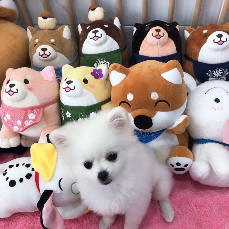  [강서구 애견카페] 댕댕이들의 정류장, 강아지정류장
