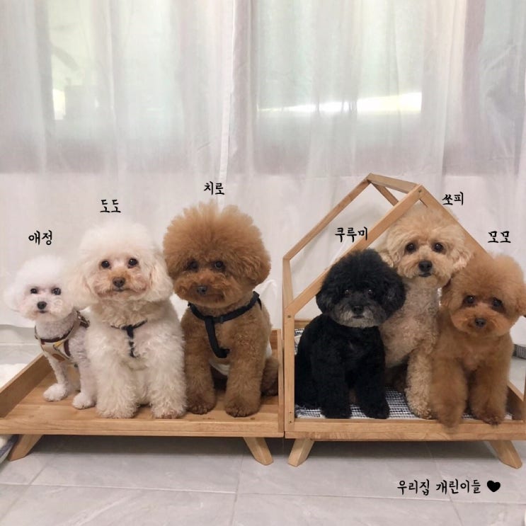  강아지 유선종양 수술 비용 및 후기