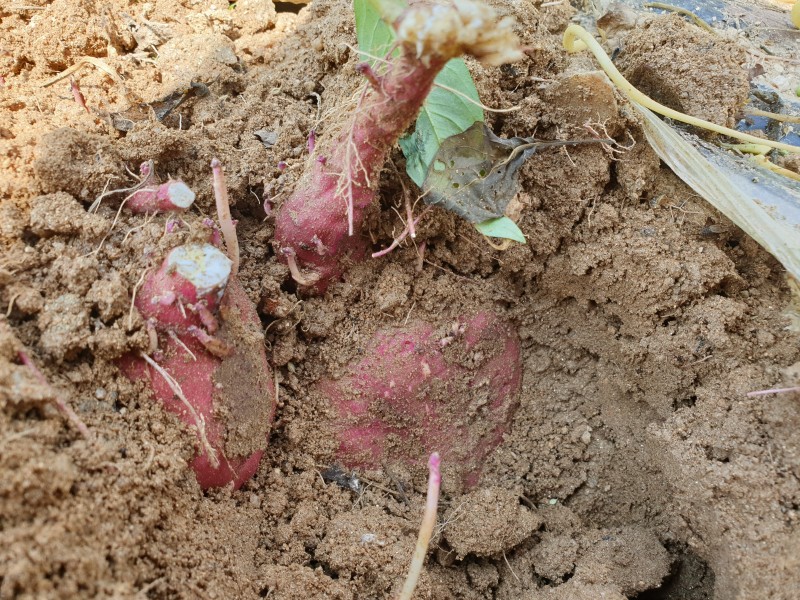 고구마 수확시기 및 보관방법 알아보자 '주말농장 고구마 캐기' : 네이버 블로그