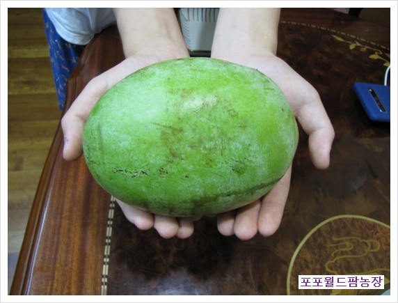  포포나무 생과 670g 검증 샷