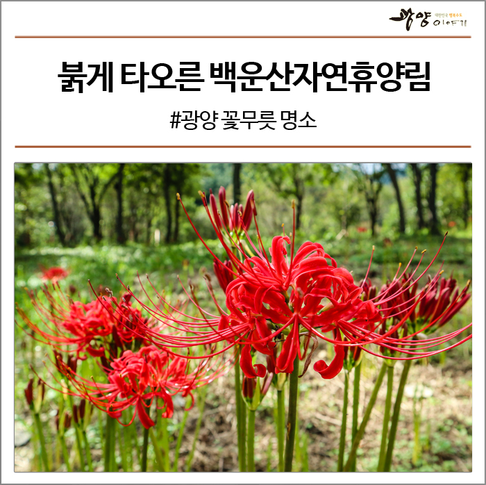  꽃무릇으로 붉게 타오른 백운산자연휴양림 #백운산자연휴양림 #광양 꽃무릇 명소