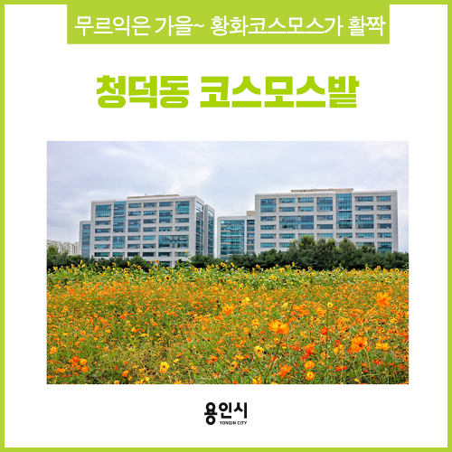 [용인 가볼 만한 곳] 지금은 황화코스모스 물결~ 청덕동 코스모스밭