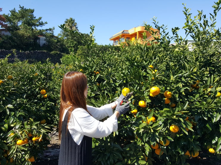  제주도/제주 감귤체험 과수원피스 실제로 함^^