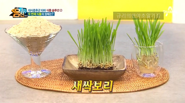  제대로 안전히 먹자! 새싹보리분말 효능 부작용